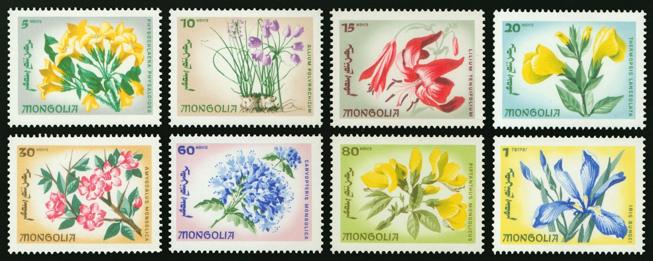 MOĞOLİSTAN 1966 ÇİÇEKLER