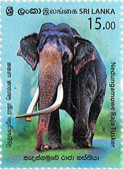 SRİ LANKA 2019 HAYVALAR - FİL - NEDUNGAMUWE RAJA TUSKER