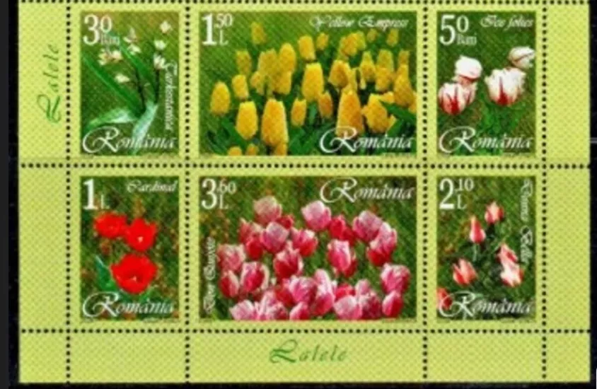 ROMANYA 2006 LALELER